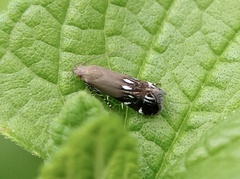 Anacampsis levipedella