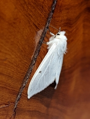 Spilosoma urticae