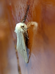 Spilosoma urticae