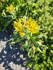 Senecio pseudoarnica