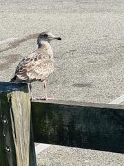 Larus