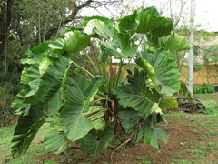 Thaumatophyllum undulatum