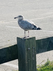 Larus