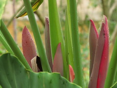 Thaumatophyllum undulatum