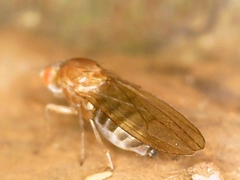 Hirtodrosophila