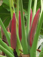 Thaumatophyllum undulatum