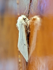 Spilosoma urticae