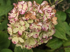 Cercospora hydrangeae