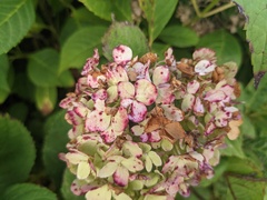 Cercospora hydrangeae
