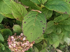 Cercospora hydrangeae