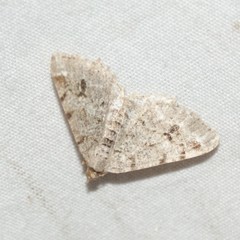 Macaria signaria