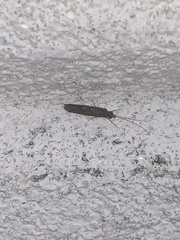 Leptocerus americanus