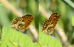 Melitaea celadussa