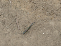 Damasippus