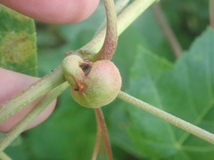 Ampelomyia vitispomum