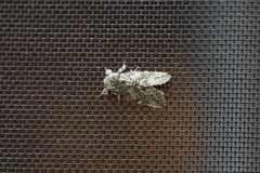 Macrurocampa marthesia