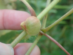 Ampelomyia vitispomum