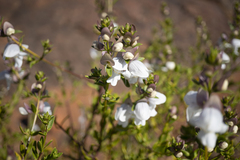 Prostanthera striatiflora