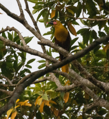 Psarocolius bifasciatus