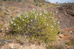 Prostanthera striatiflora