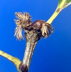 Andricus quercusfrondosus