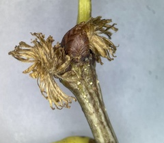 Andricus quercusfrondosus