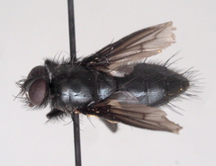 Nyctia halterata