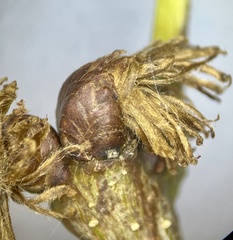 Andricus quercusfrondosus