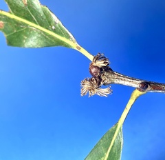 Andricus quercusfrondosus