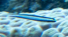Elacatinus genie