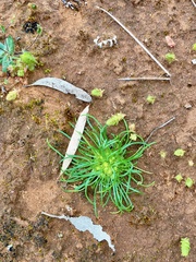 Isoetopsis graminifolia