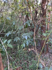 Brachychiton acerifolius