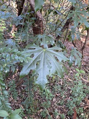 Brachychiton acerifolius