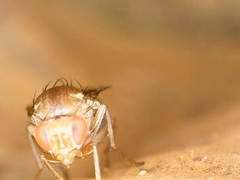 Hirtodrosophila
