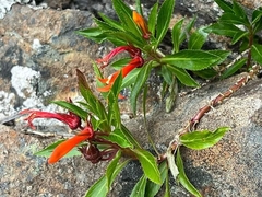 Siphocampylus igneus