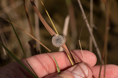 Polygyra septemvolva