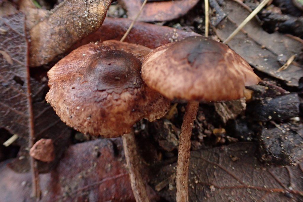 Leucoagaricus in August 2022 by Sigrid Jakob · iNaturalist