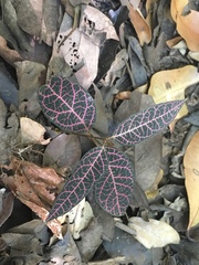Echites rubrovenosus