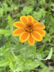 Zinnia haageana