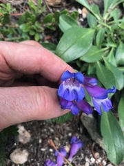 Penstemon glaber alpinus