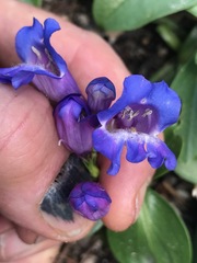 Penstemon glaber alpinus