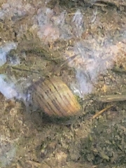 Pomacea paludosa