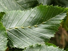 Aceria tenella