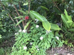 Papilio fuscus capaneus