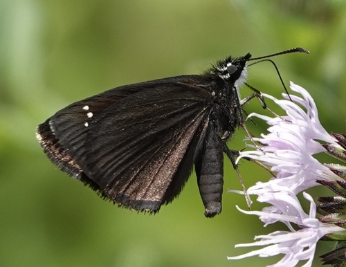 Common Sootywing