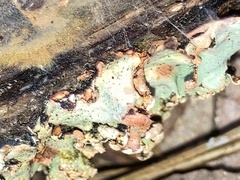Erythricium aurantiacum