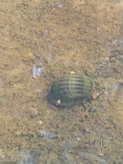 Pomacea paludosa