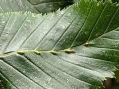 Aceria tenella