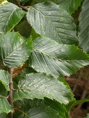 Aceria tenella
