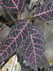 Echites rubrovenosus